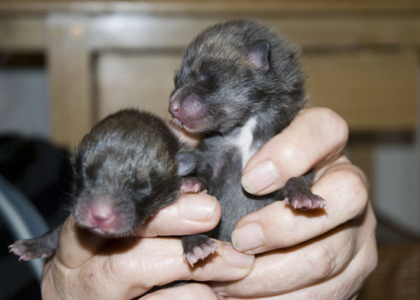 Newborn Fox Cubs